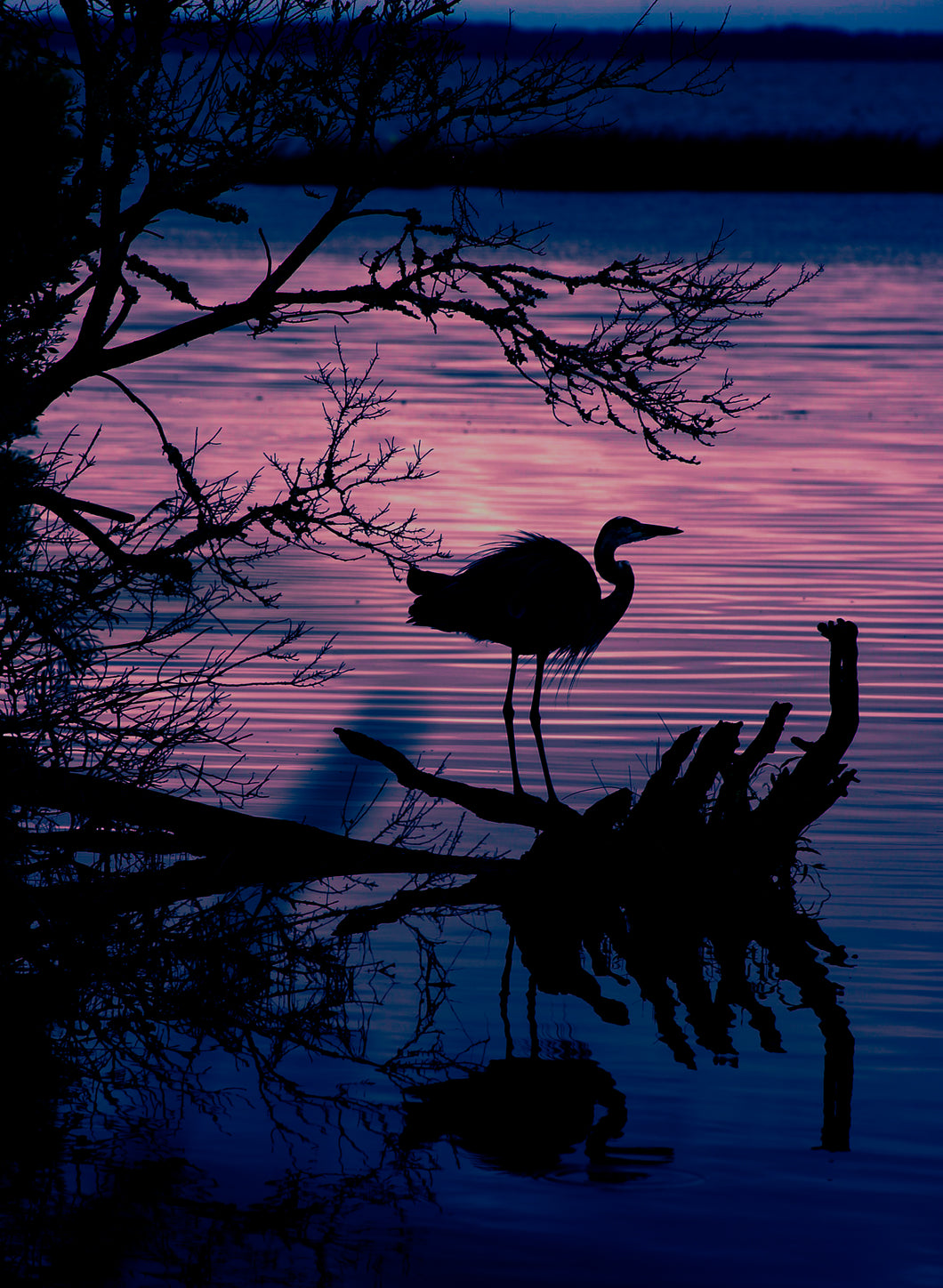 Tranquility (Great Blue Heron Silhouette)