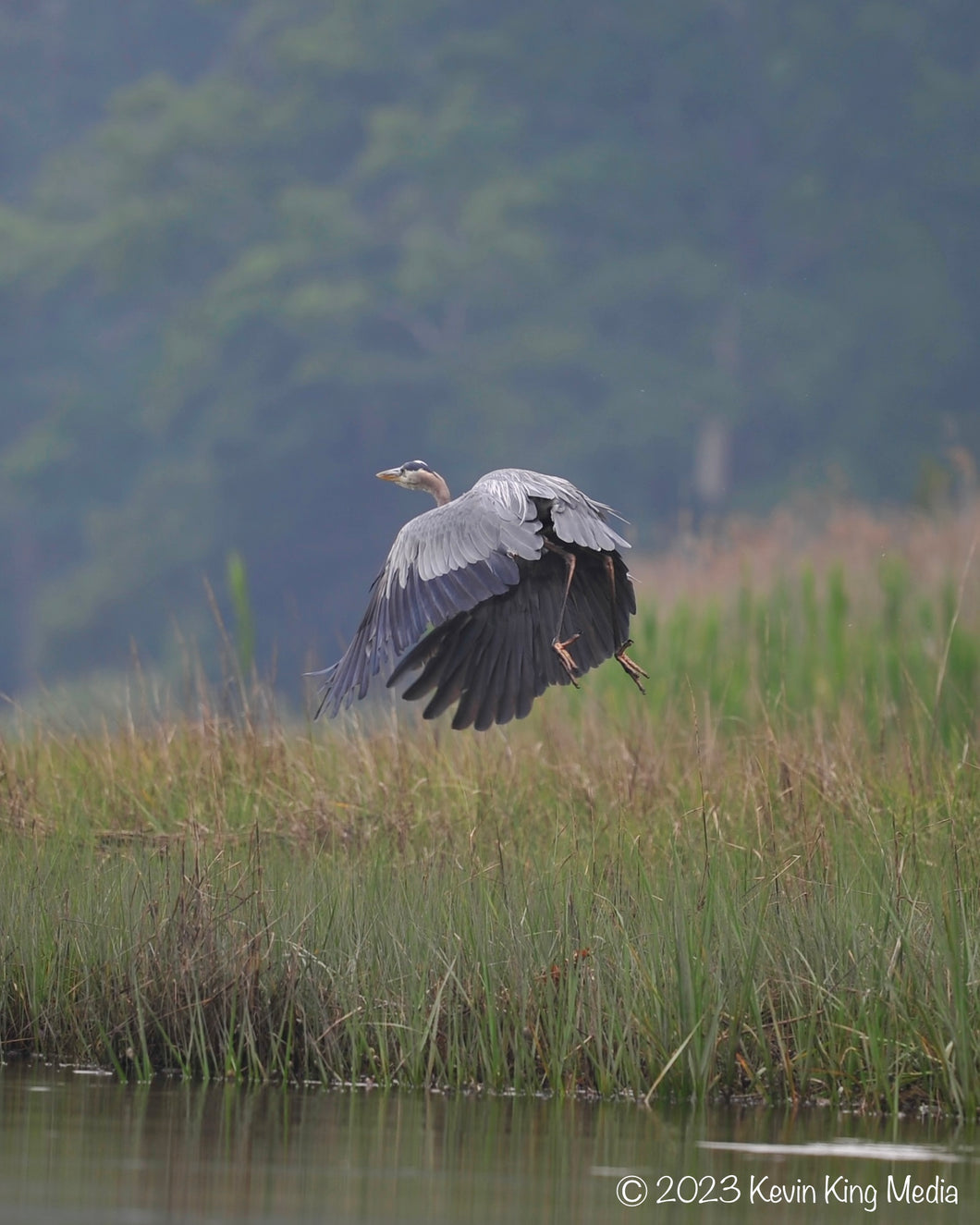 Hazy Heron