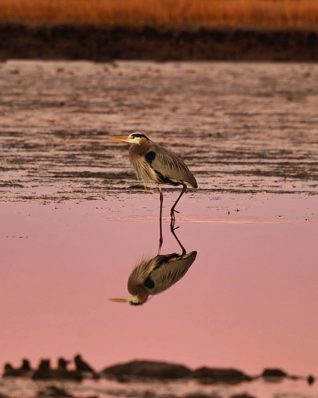 Cotton Candy Reflections