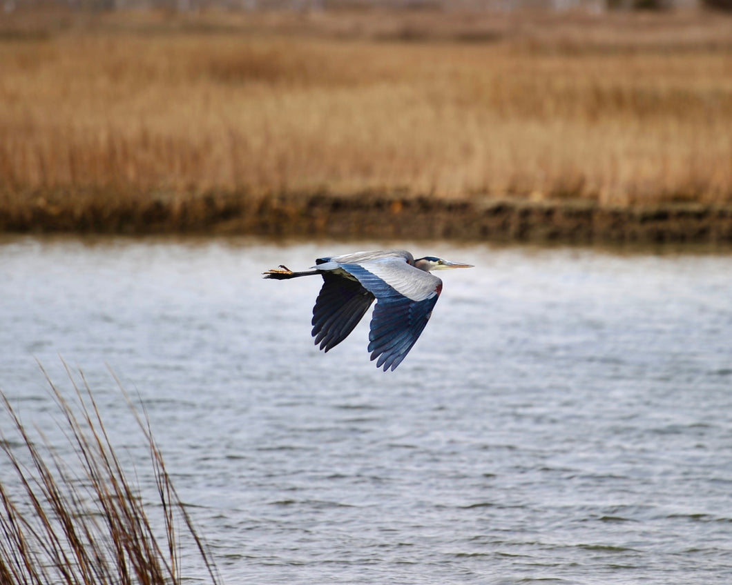 Great Blue Heron Takes Flight