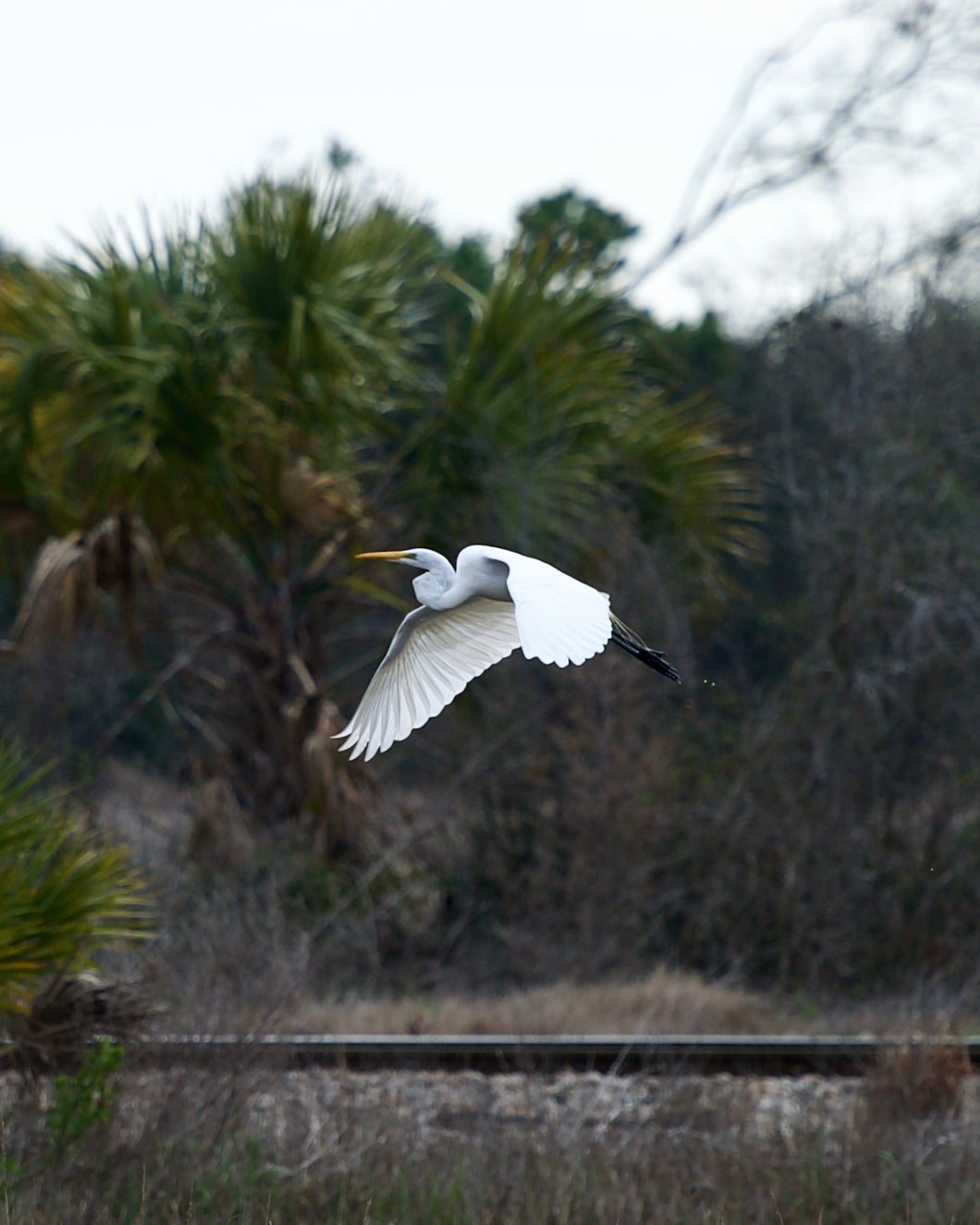 Great Egret Charleston